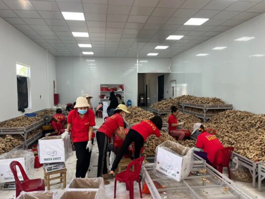 export ginger is processed at DATO factory.
