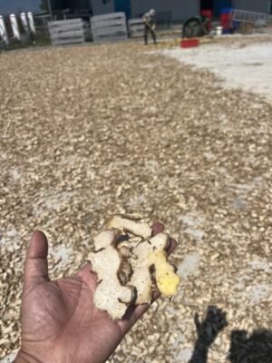 Dried Sliced Ginger