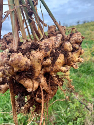 Ginger