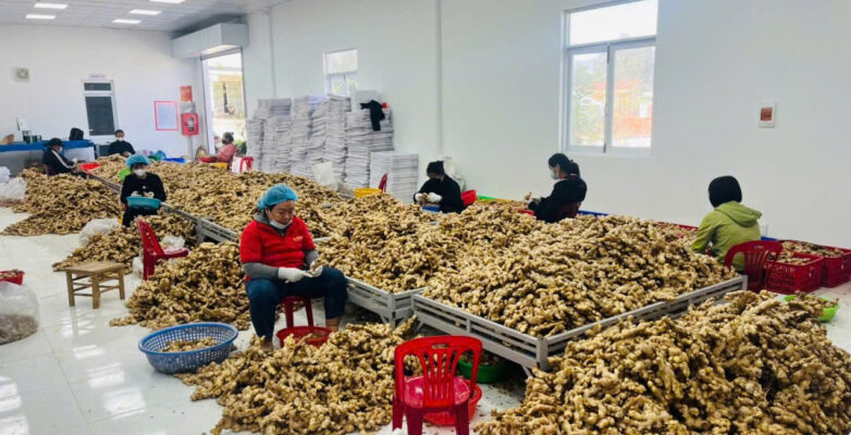 dried ginger