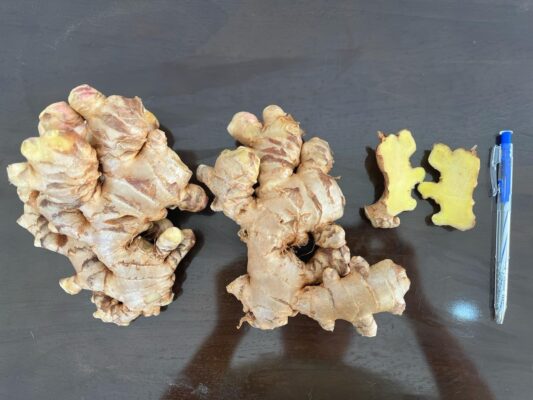 Dried Ginger