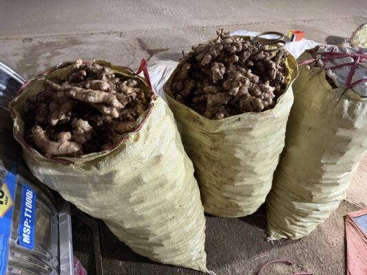 Northwest ginger is bagged when harvested.