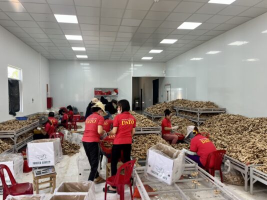 Ginger processing at DATO factory
