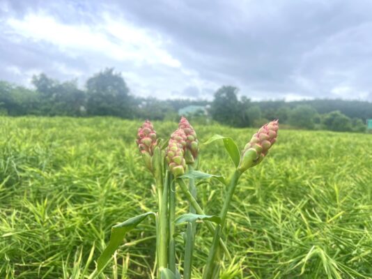 Vietnamese Dried Ginger