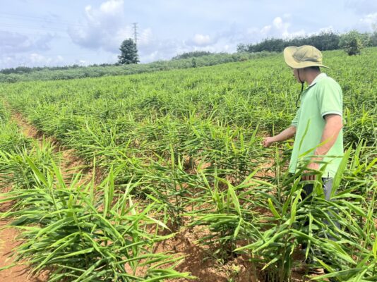 The Central Highlands is the largest ginger growing region in Vietnam