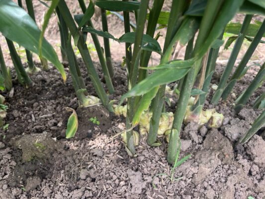 Exporting Vietnamese Ginger