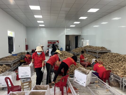 Frozen Ginger Export