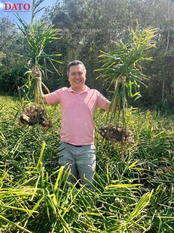 Export Ginger Prices