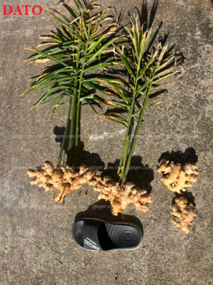 The Vietnam ginger new season for 2025–2026