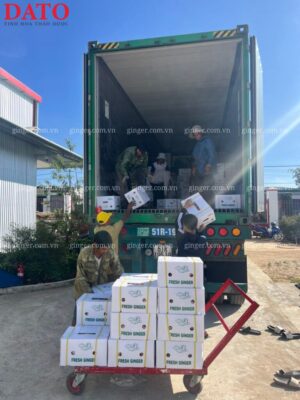 Export Ginger Prices