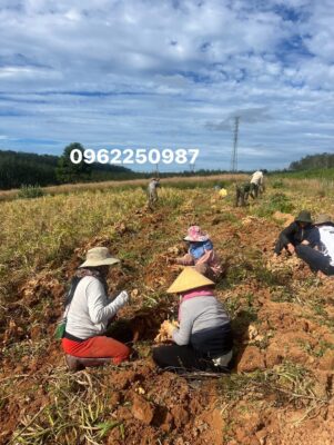 Vietnam Ginger Exporter