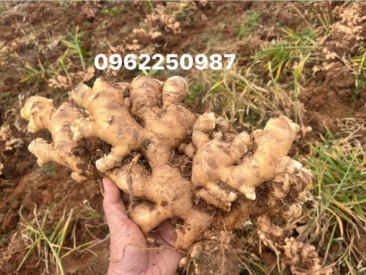 Ginger harvest season