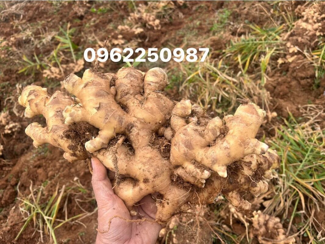 Vietnam Ginger Exporter