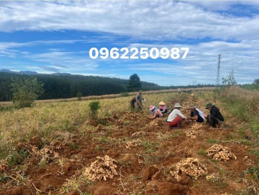 Ginger harvest season