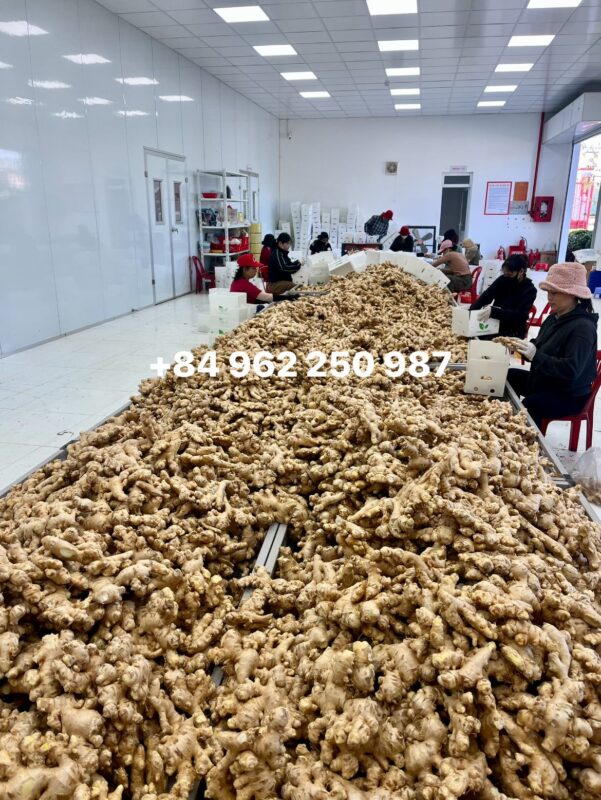 New Season Dried Ginger