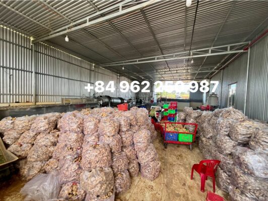 New Season Dried Ginger 