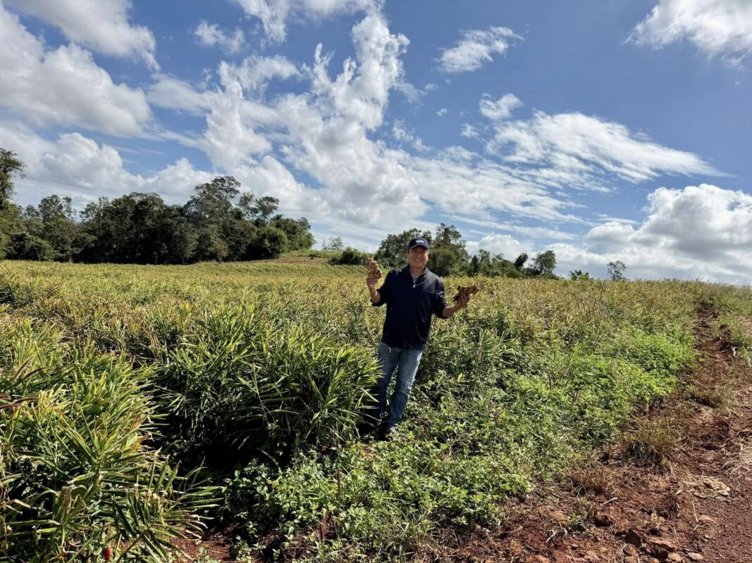 Where to buy fresh ginger