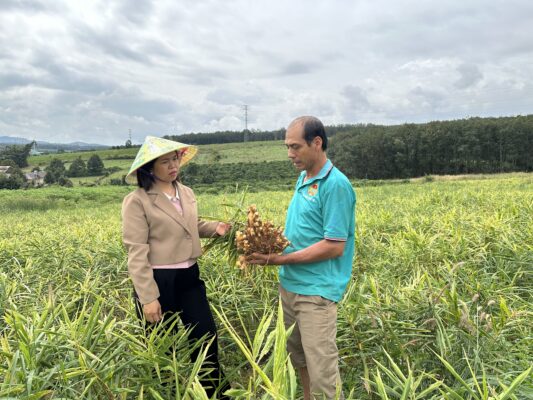 Where to buy fresh ginger