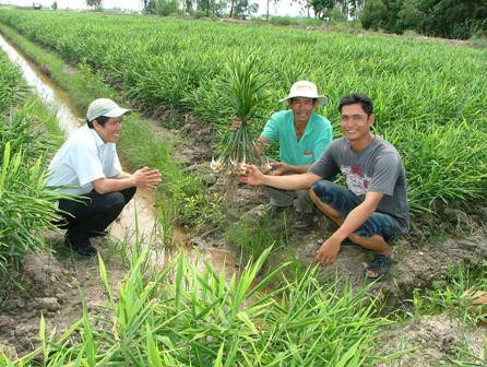 Vietnam Ginger Exporter