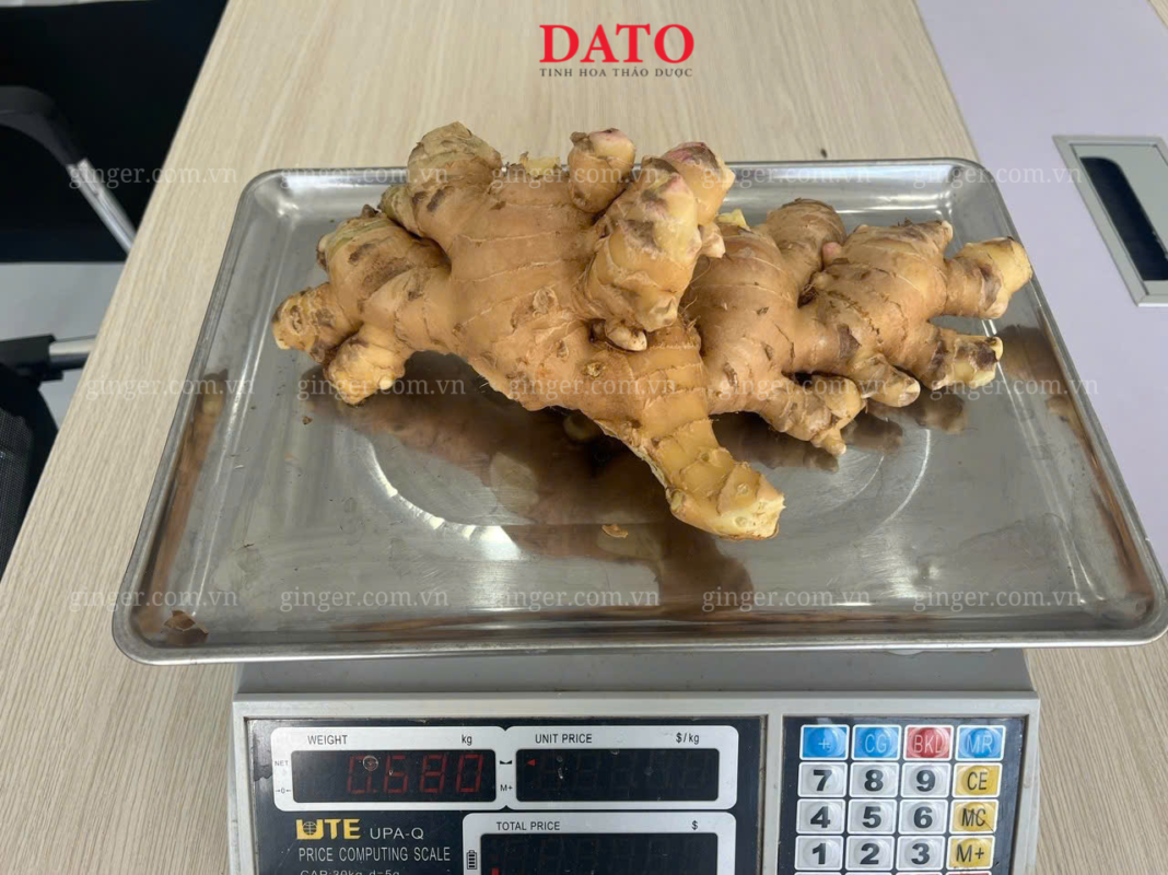 Vietnamese ginger for US market