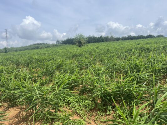 Vietnam Ginger Exporter