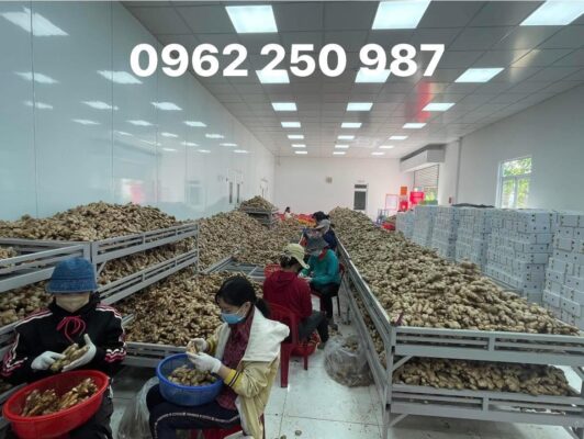 Ginger harvest season