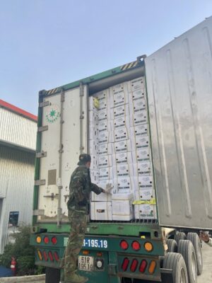 Vietnamese Dried Ginger Supplier