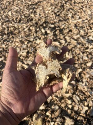 Vietnamese Dried Ginger Supplier