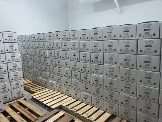 Vietnam Ginger Exporter