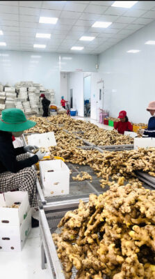Central Highlands Ginger for Export