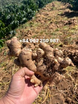 fresh ginger export to Middle East from Vietnam