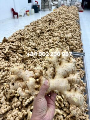 Vietnam fresh ginger export to Middle East