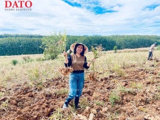 direct factory for dried ginger in Vietnam