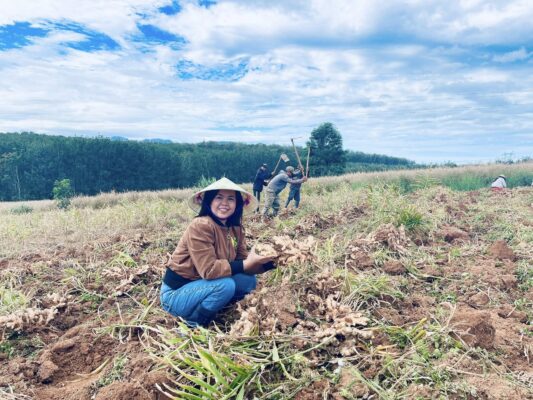 Frozen ginger supplier Australia 