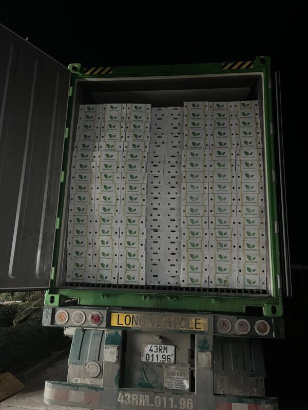 fresh ginger export to Middle East from Vietnam