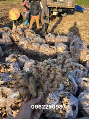 Vietnam Exports Fresh Ginger to the USA