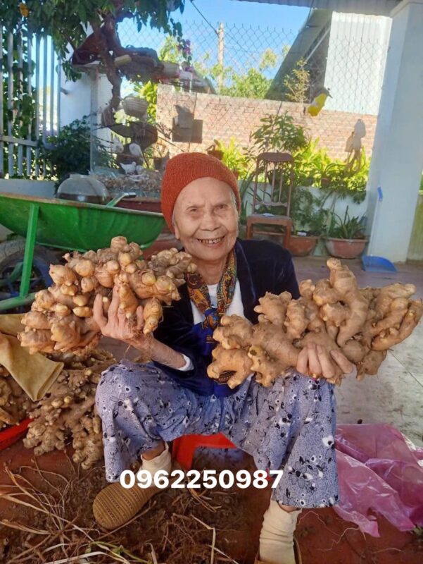 Vietnamese Ginger Export