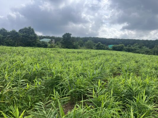 Ginger export to Middle East