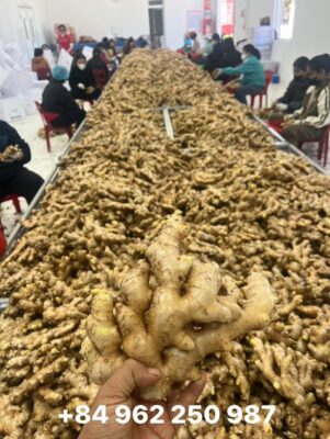 Vietnamese Ginger Export