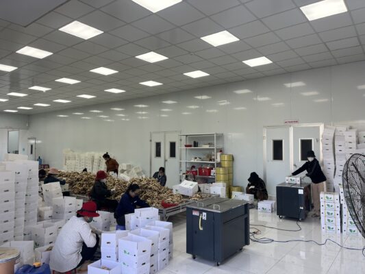 fresh ginger export to Middle East from Vietnam