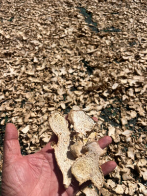 Dried Ginger Supplier Korea