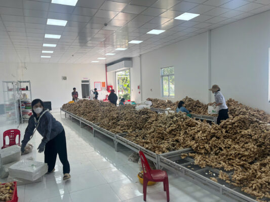 Premium Fresh Ginger from Vietnam