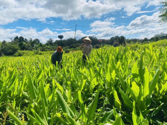 naturally grown turmeric 