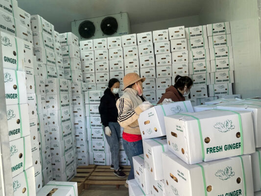 Frozen ginger export to Korea