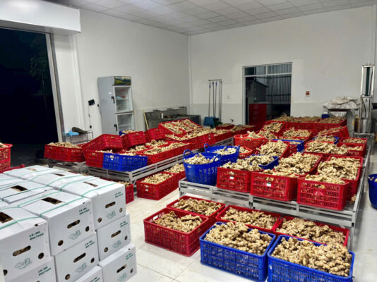 Ginger export to Middle East