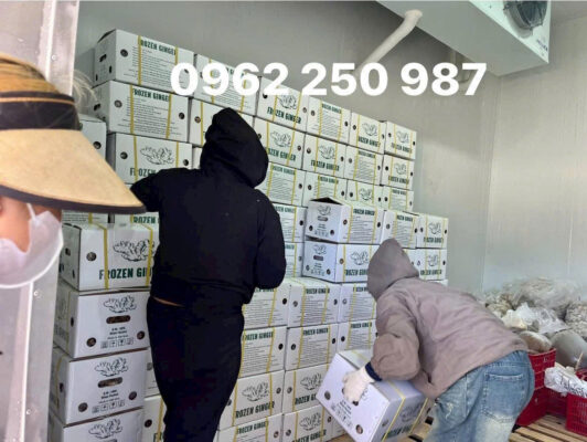 Vietnam Frozen Ginger Exporters