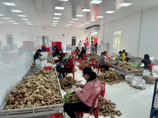 Frozen ginger export to Korea