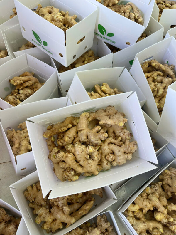Vietnamese ginger for US market