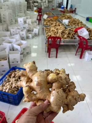 Ginger export to Middle East
