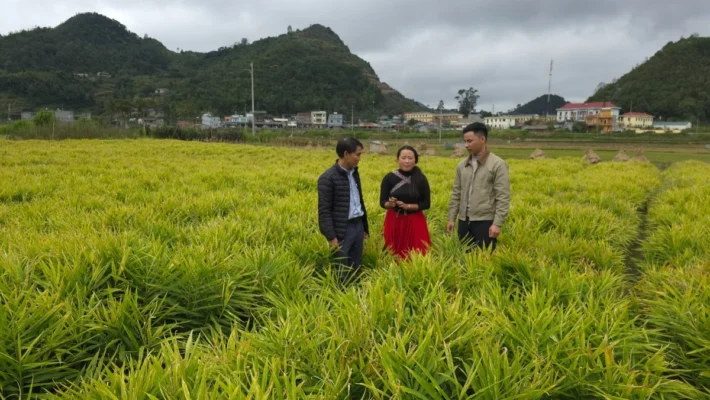 Vietnam Frozen Ginger Exporters